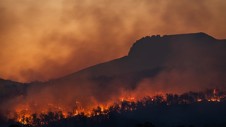 bush fire.jpg