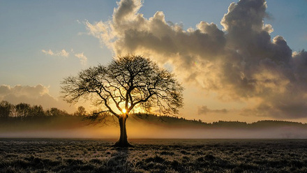 tree winter.jpg