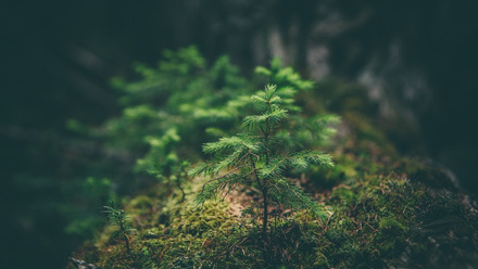 conifer.jpg 2