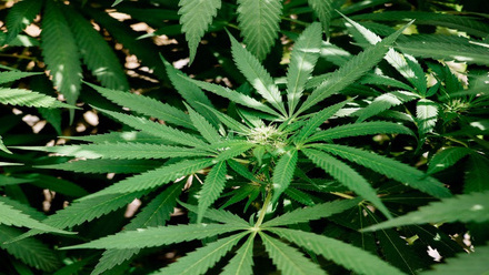 Hemp.jpg