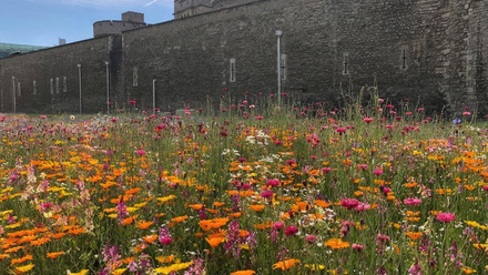 tower of london superbloom.jpg